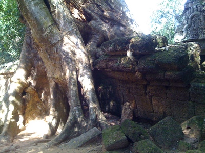 Tree1.JPGのサムネール画像のサムネール画像